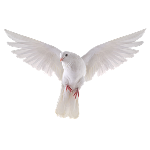 Pigeon PNG-54585